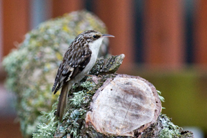 Brown Creeper
